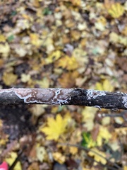 Peniophora albobadia