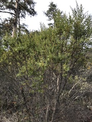 Baccharis pilularis consanguinea