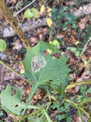 Calycomyza smallanthi