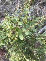 Baccharis pilularis consanguinea