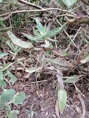 Bryophyllum