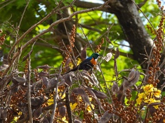 Cinnyris nectarinioides