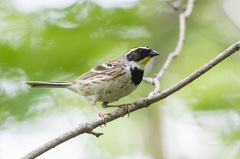 Emberiza elegans