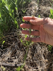 Stachys rigida rigida