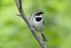Emberiza elegans