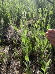 Stachys rigida rigida