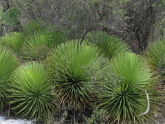 Agave stricta