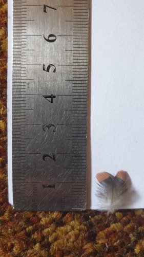 Plume de Tourterelle maillée