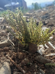 Pilea microphylla