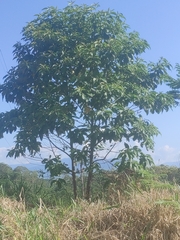 Cavanillesia platanifolia