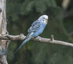 Melopsittacus undulatus