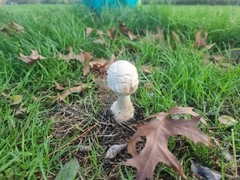 Chlorophyllum rhacodes