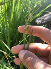 Juncus xiphioides