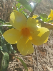 Allamanda cathartica