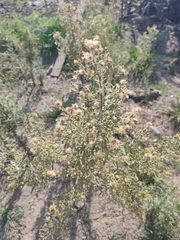 Erigeron bonariensis