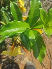 Allamanda cathartica
