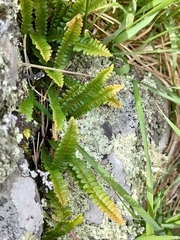 Blechnum penna-marina