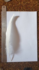 Egretta
