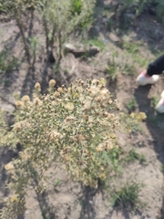 Erigeron bonariensis