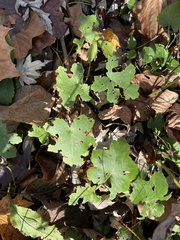 Hydrophyllum canadense
