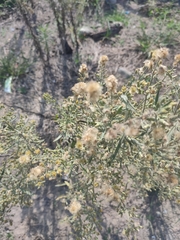Erigeron bonariensis