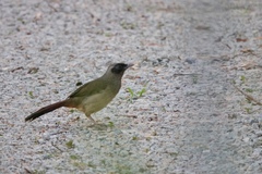 Pterorhinus perspicillatus