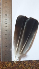 Columba guinea