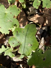 Hydrophyllum canadense
