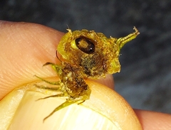 Acanthiophilus helianthi