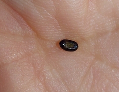 Acanthiophilus helianthi