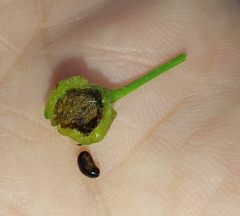 Acanthiophilus helianthi