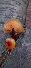 Flammulina velutipes