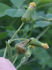 Acanthiophilus helianthi