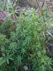 Galium aparine