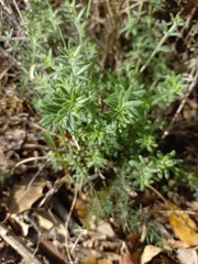 Galium maritimum