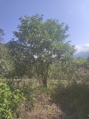 Psidium guajava