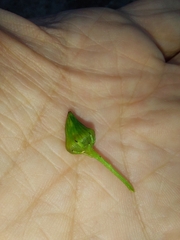 Acanthiophilus helianthi