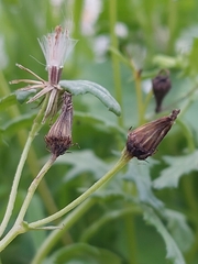 Acanthiophilus helianthi