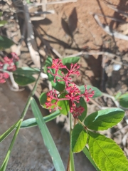Vasconcellea parviflora