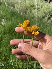 Helenium bigelovii
