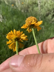 Helenium bigelovii