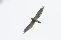 Accipiter soloensis
