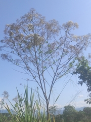Furcraea andina