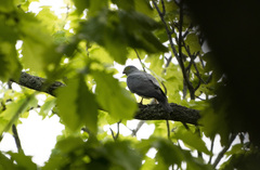 Accipiter soloensis