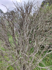 Betula lanata