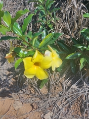Allamanda cathartica