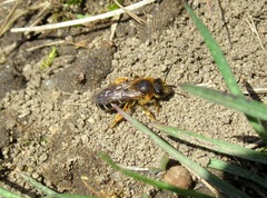 Halictus rubicundus