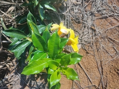 Allamanda cathartica