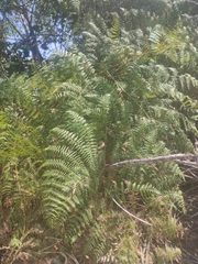 Pteridium
