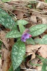 Pulmonaria
